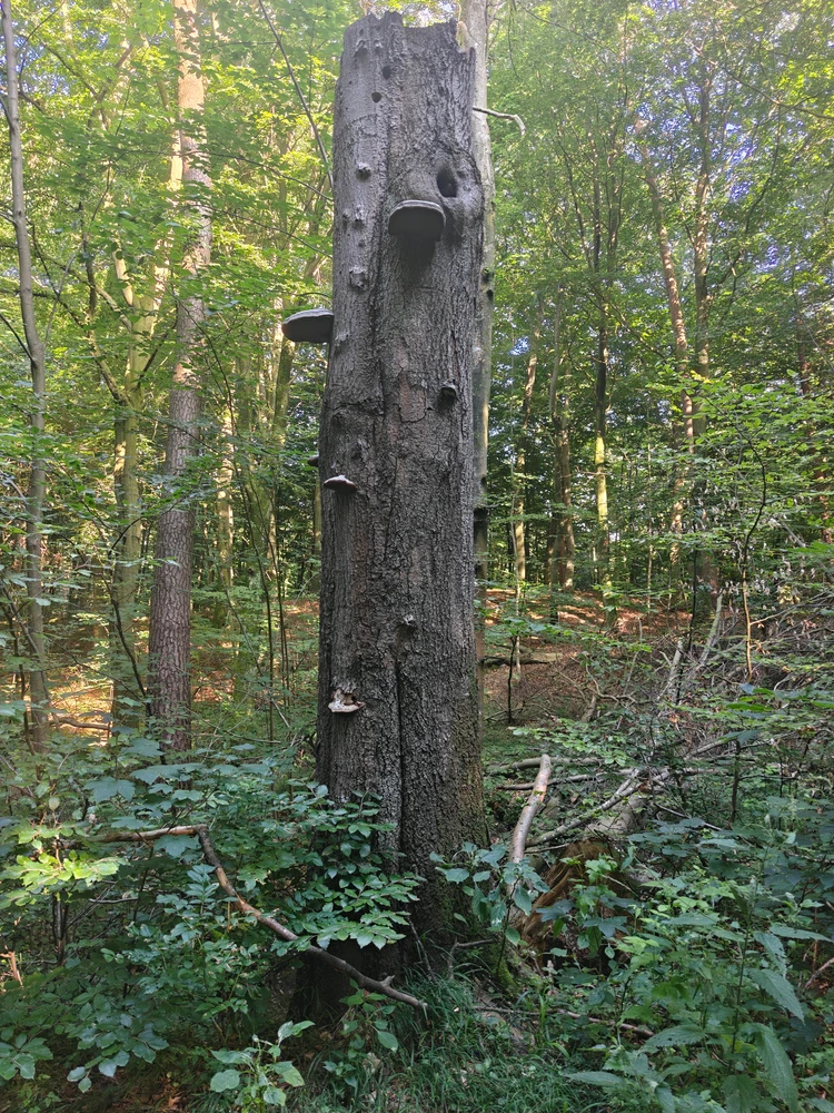 Image uploaded by Lorenz