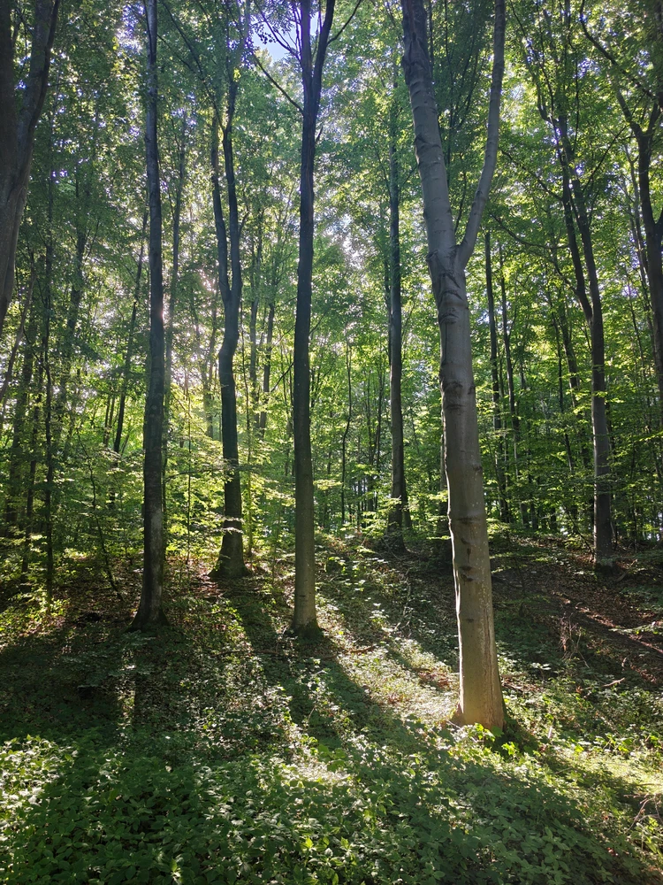 Image uploaded by Lorenz