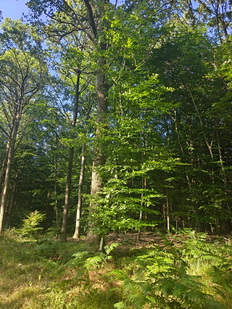 Image uploaded by Lorenz