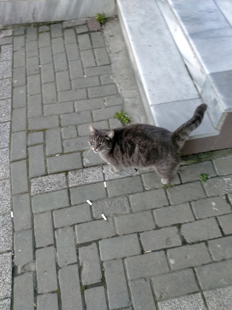 GIF tso los ntawm İlkem