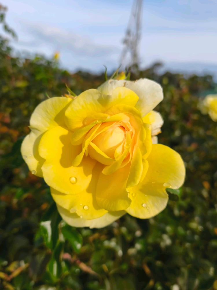 Image uploaded by Jhanna