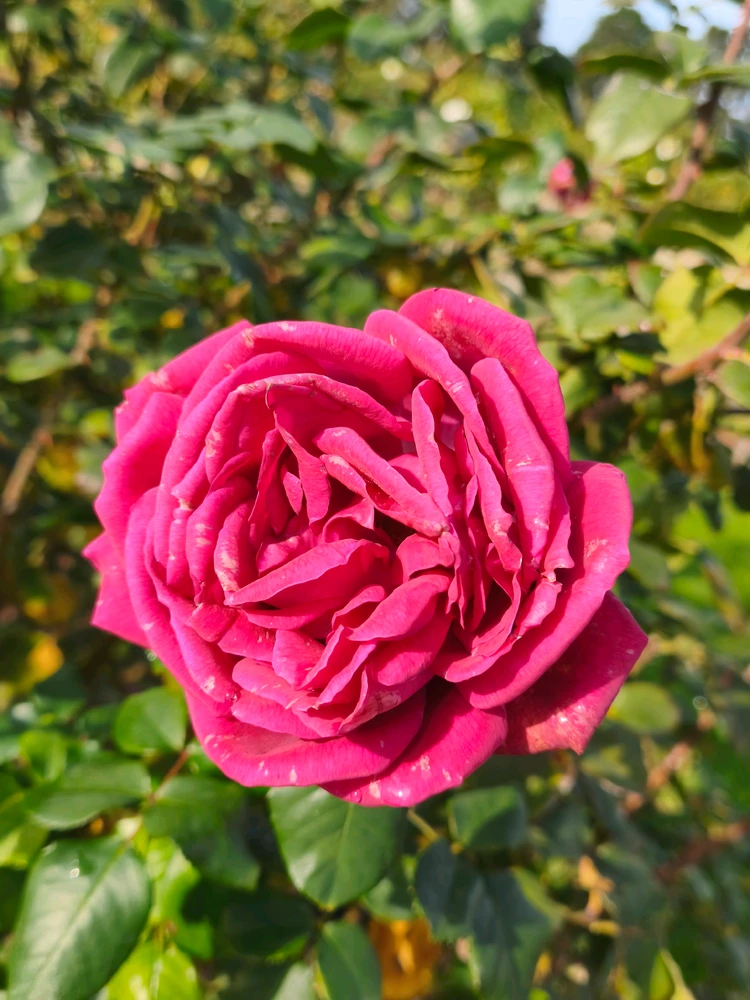 Image uploaded by Jhanna