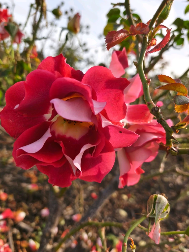 Image uploaded by Jhanna