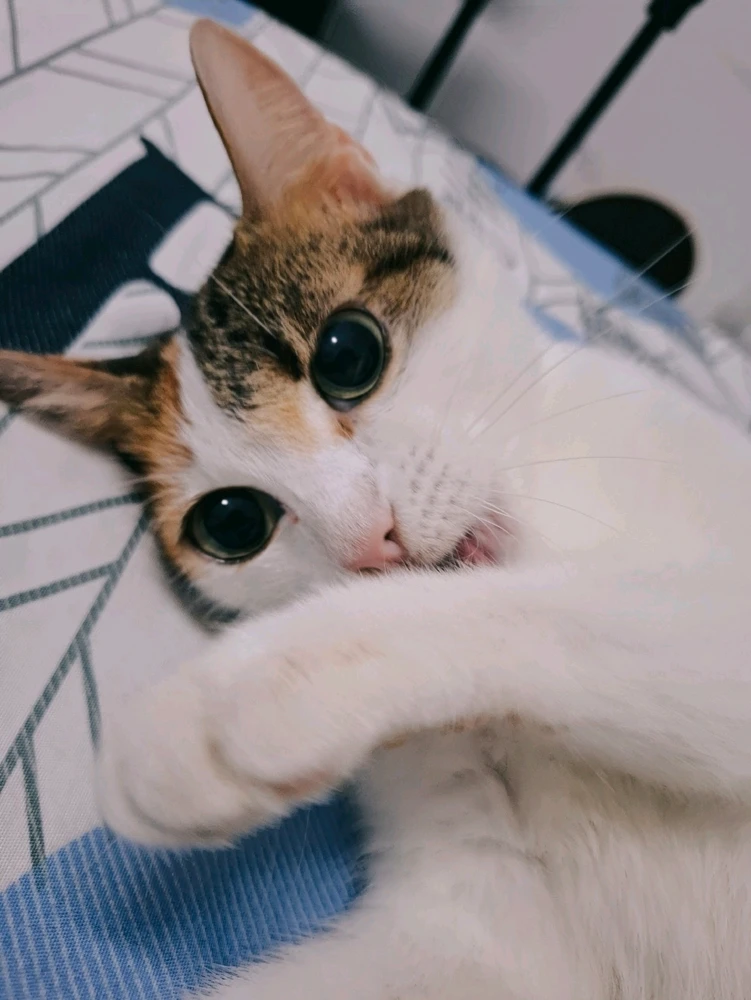 Bild eropgeluede vum 𝐀(R)𝐢  | ₍^ • + ^₎⟆ ᴴᴳ