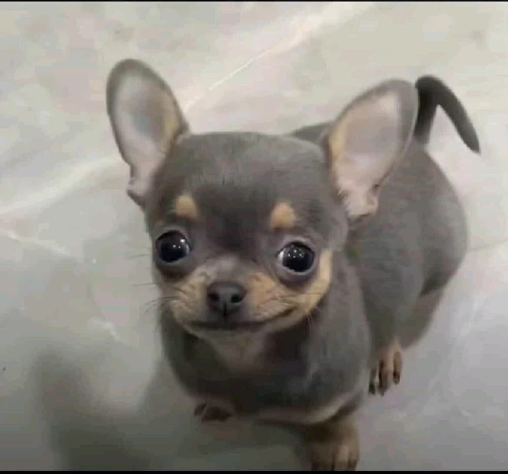 Elijah M жүктөгөн GIF