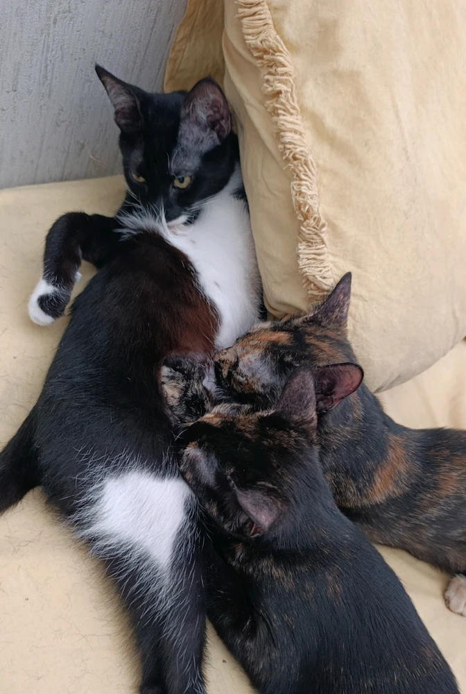 GIF imtella' minn Aslı Maria