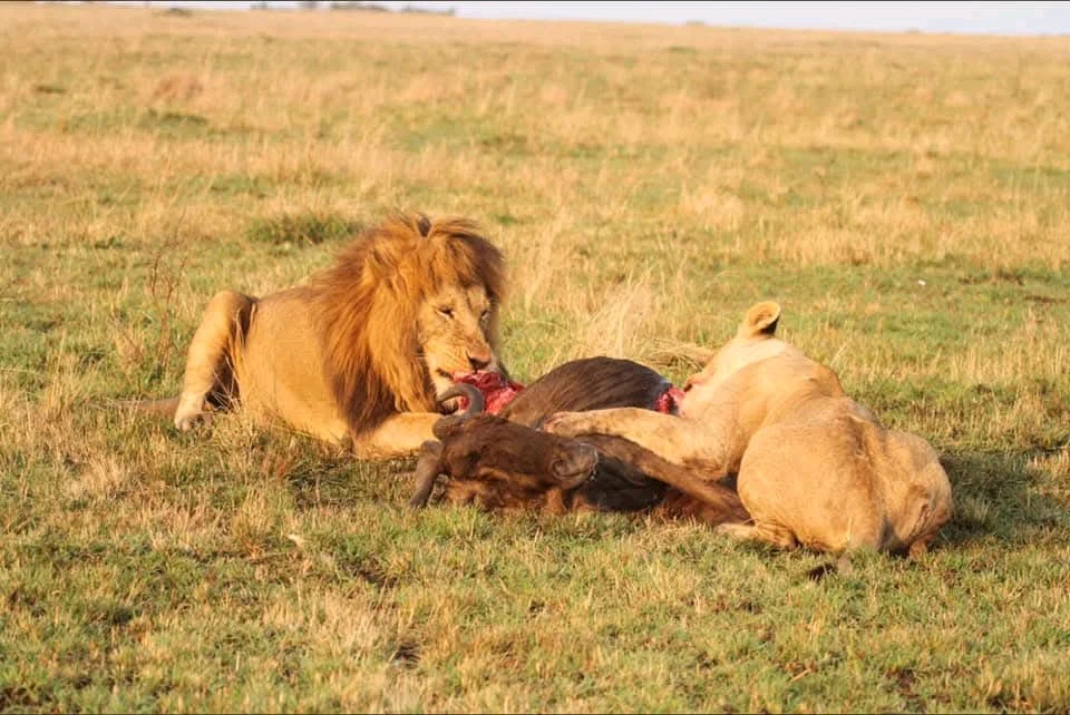 GIF hochgeladen von Shaniz