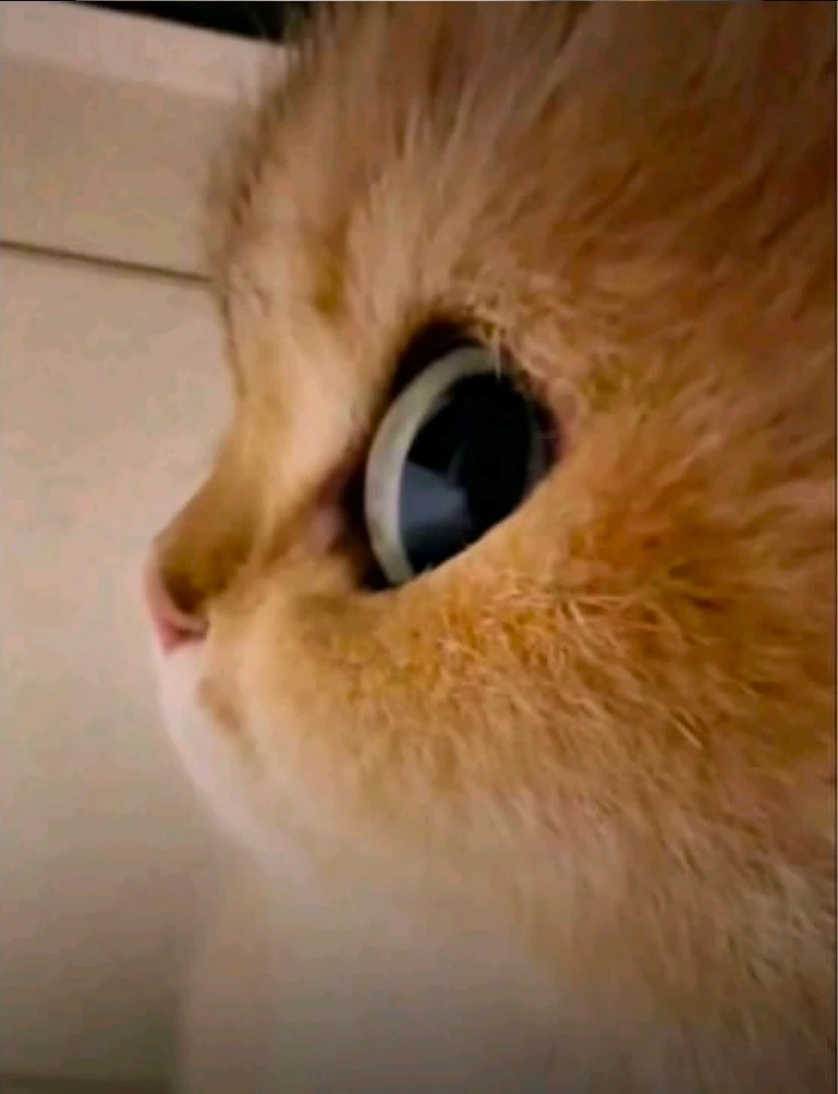 GIF อัปโหลดโดย Shadu