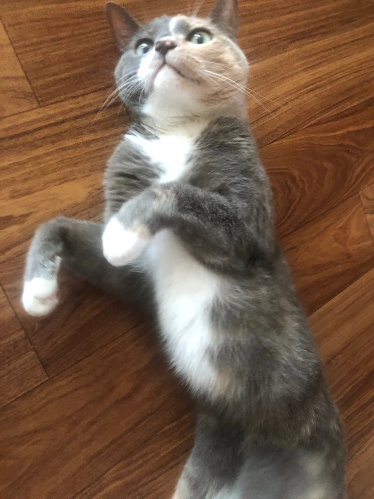 GIF nahrál Yoo-An