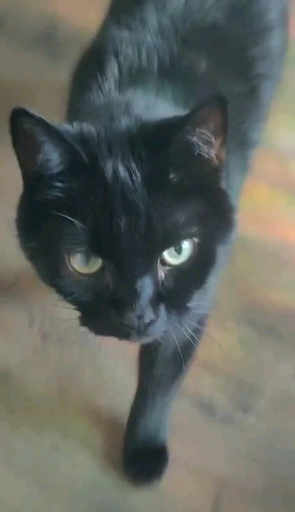 GIF nahrál Gemsy