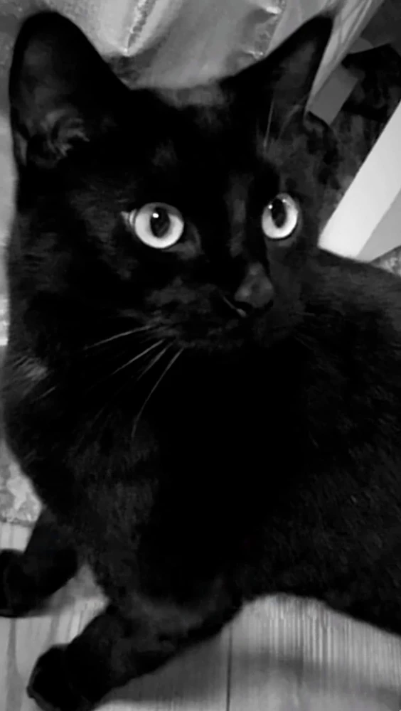 GIF uploaded by ✨M✨