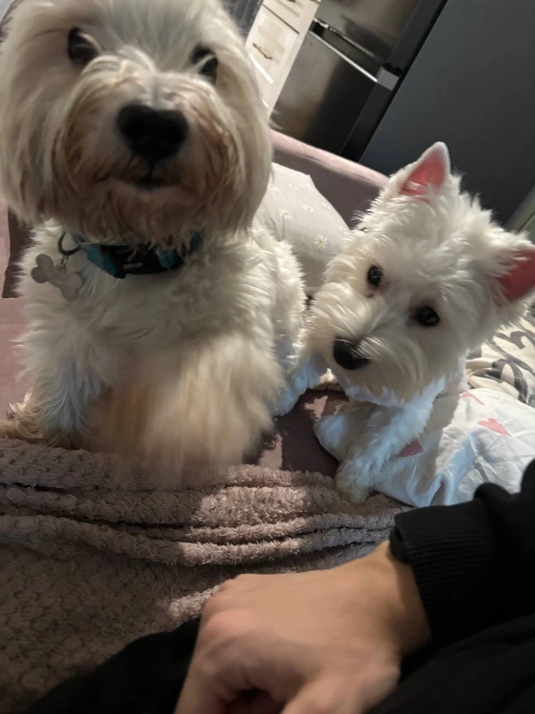 Both of them 