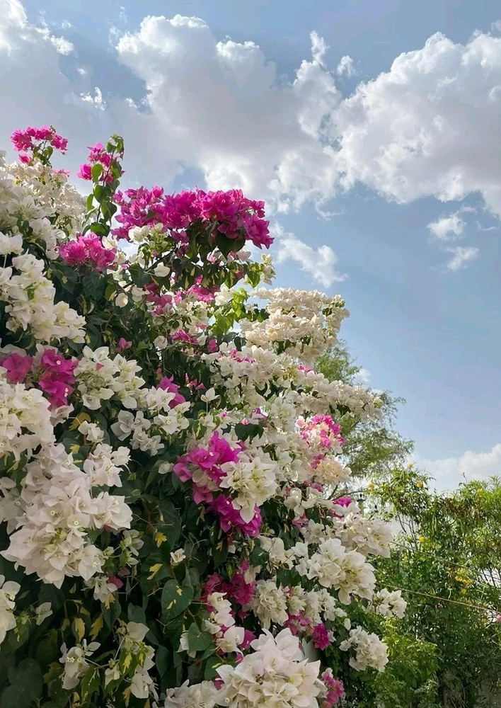 GIF อัปโหลดโดย 𝑨𝒏𝒆𝒆𝒍..