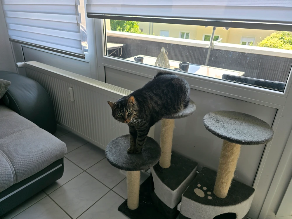 GIF încărcat de Simon