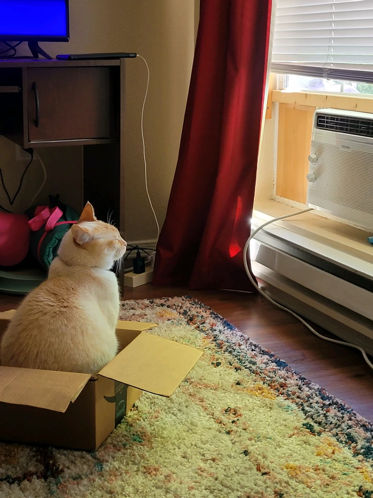 GIF eropgeluede vum Mysti