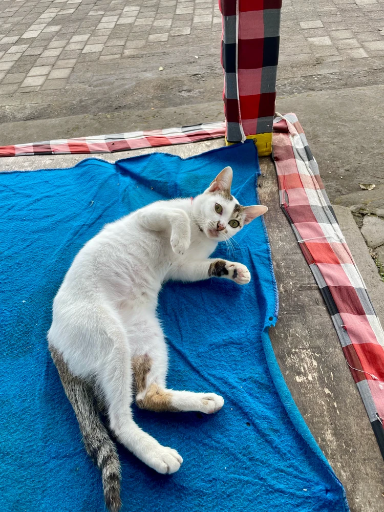 GIF gi-upload ni Anya