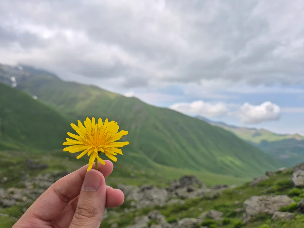 Image uploaded by Dachi