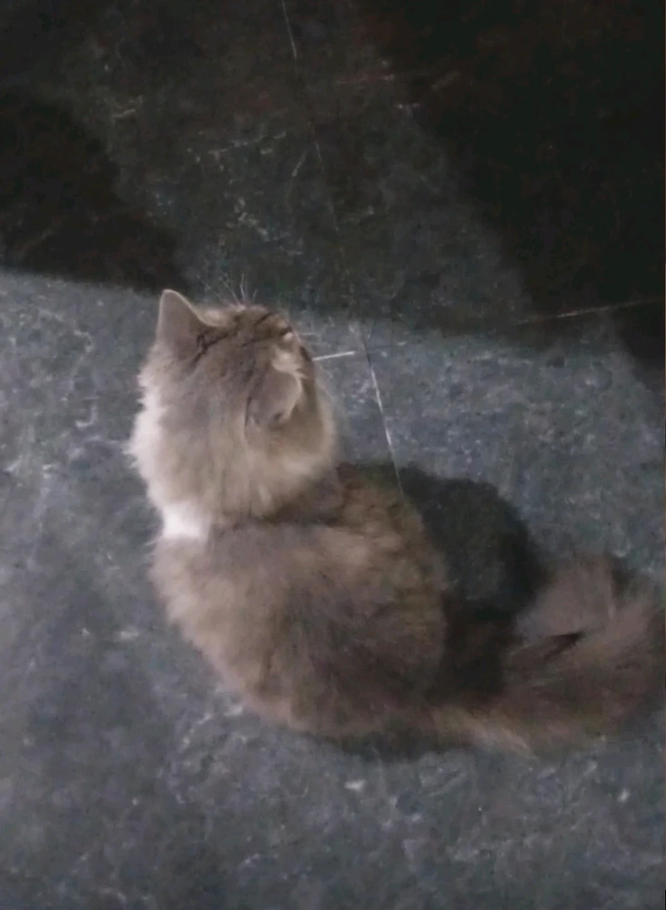 GIF uploaded by calysta