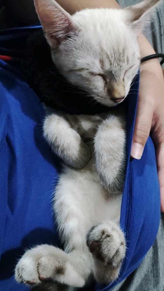 GIF gi-upload ni Ana ʕ⁠·⁠ᴥ⁠·⁠ʔ