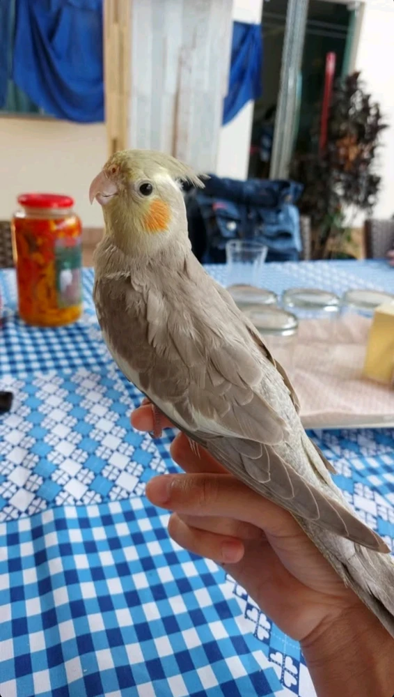 GIF uploaded by Pollyana