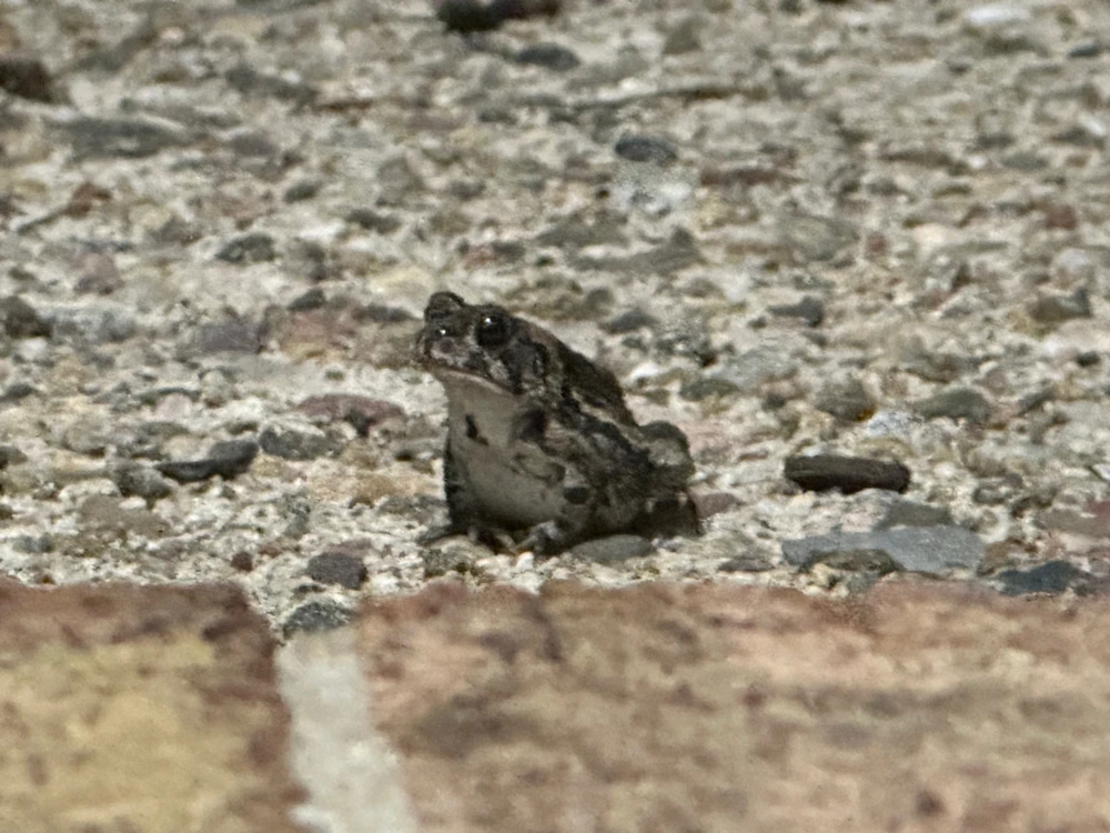 Chill ass frog
