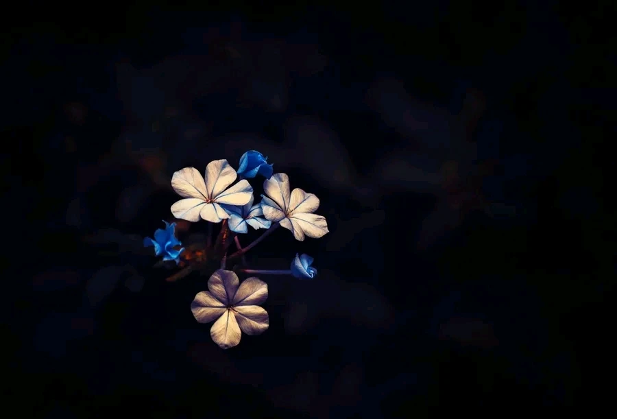 GIF gi-upload ni Meena
