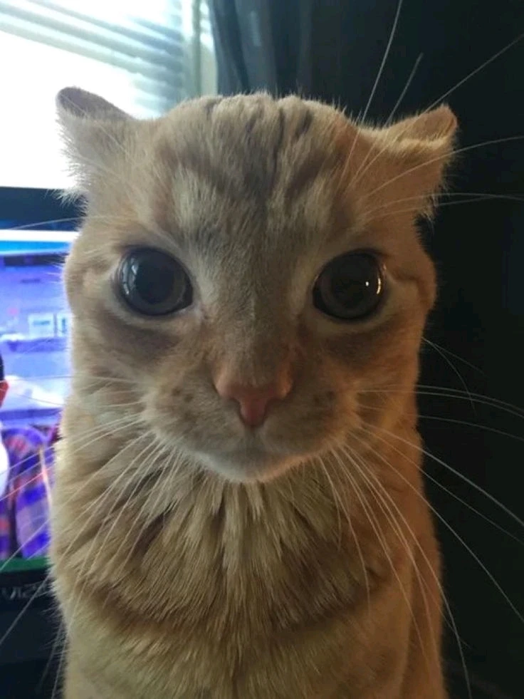 GIF uploaded by Ayani