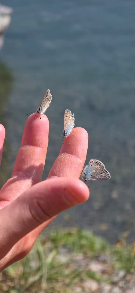 A hand with 3 real-life butterflies