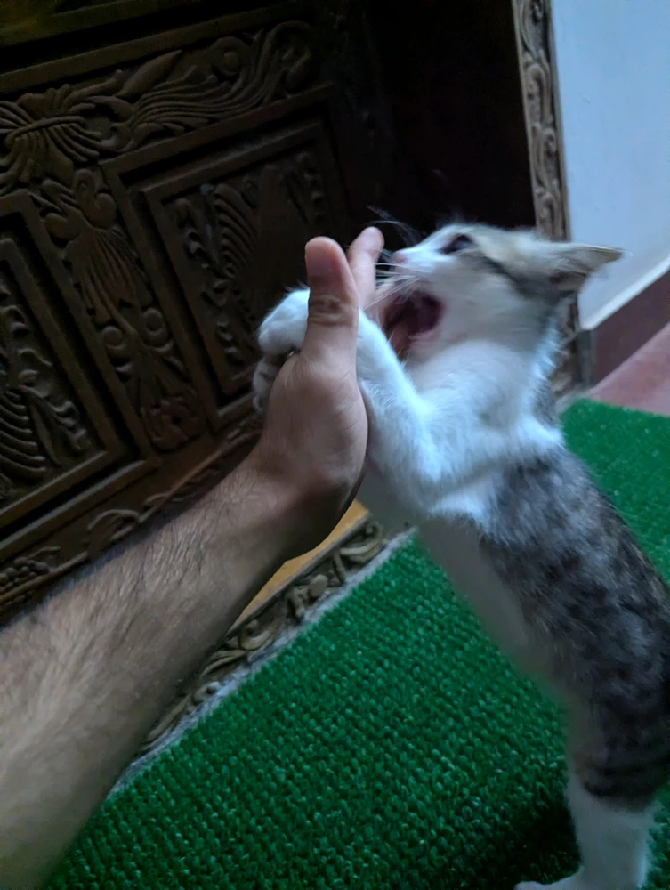 Duab xa los ntawm Goku