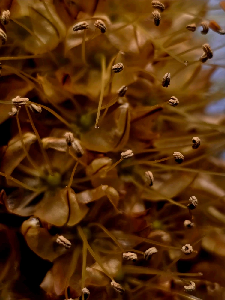 《🌹.::Lenöré::.🌹》 ಅಪ್‌ಲೋಡ್ ಮಾಡಿದ GIF