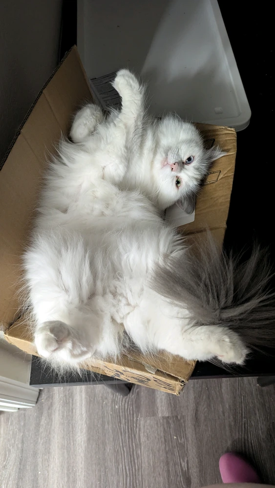 GIF uploaded by Nyx
