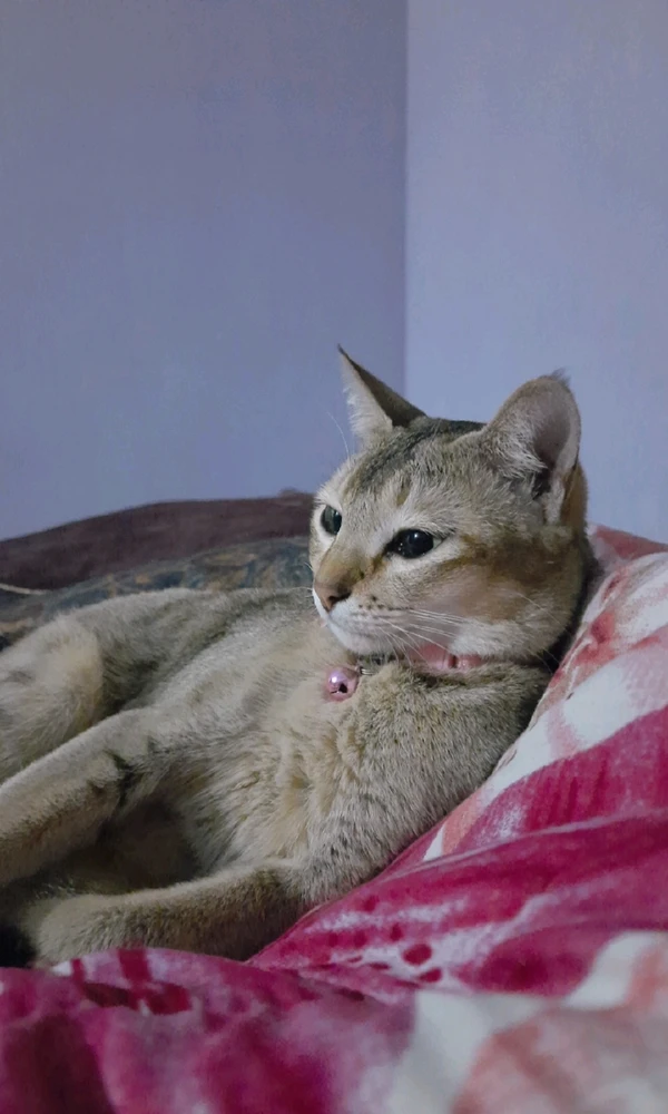 Image uploaded by Banasree