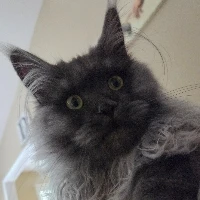 GIF ilipakiwa na Anthony