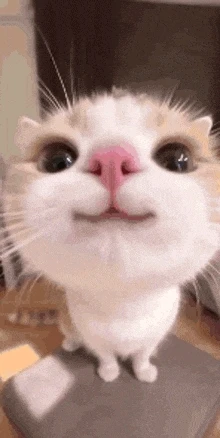 GIF tso los ntawm Rose