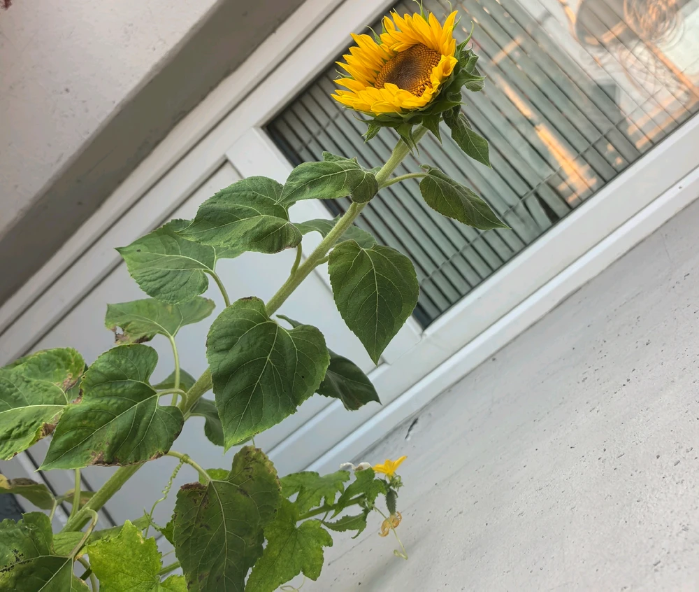 GIF uploaded by Rose