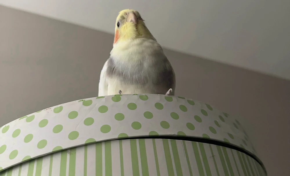 GIF uploaded by Kyron
