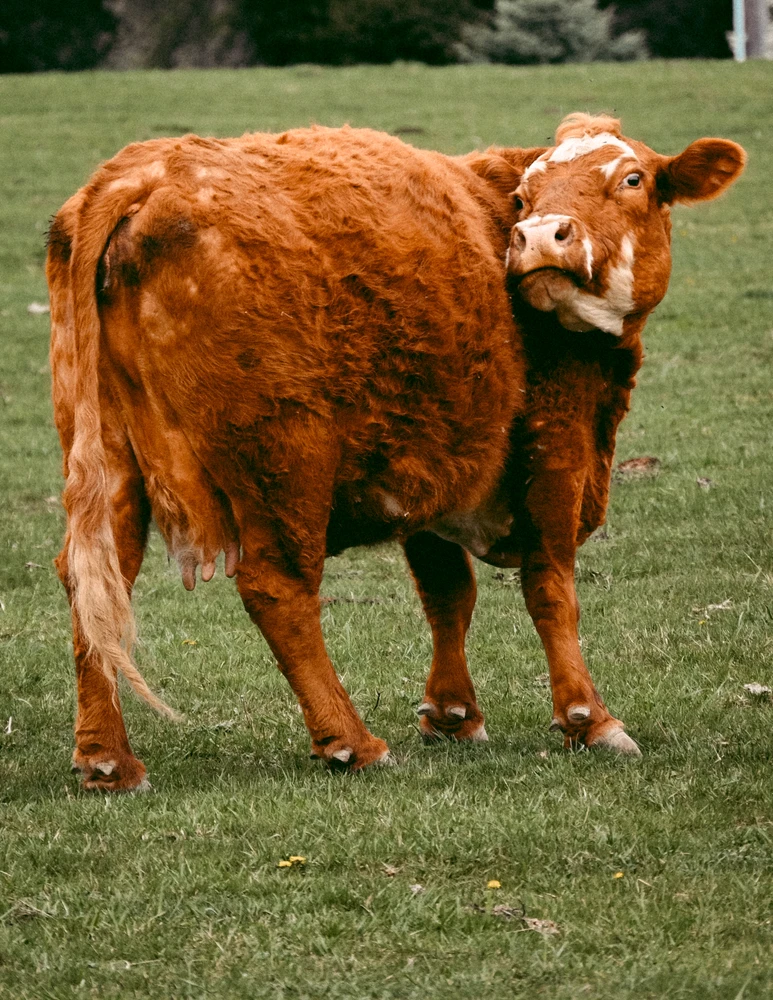 A red cow