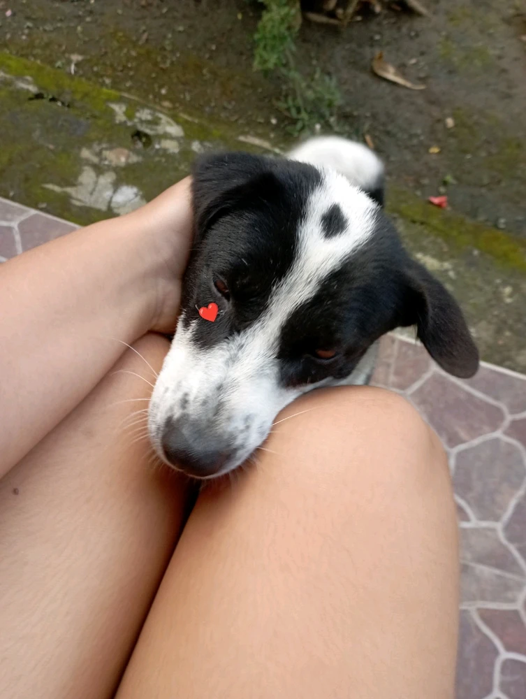 GIF ארויפגעלאדן דורך Cintya