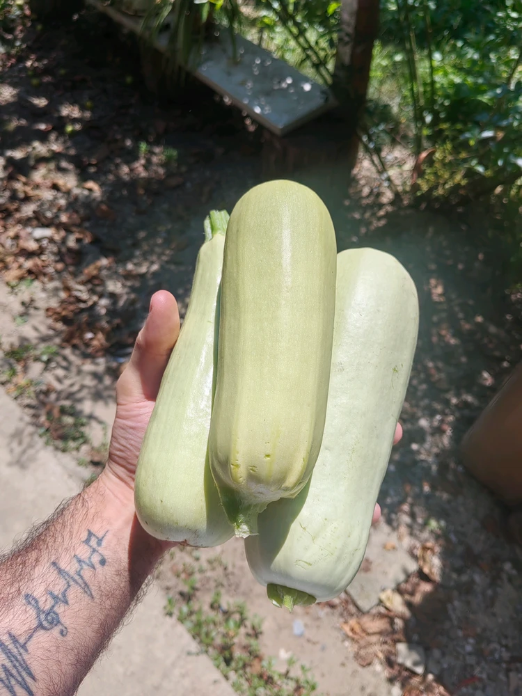 Image uploaded by Augustus
