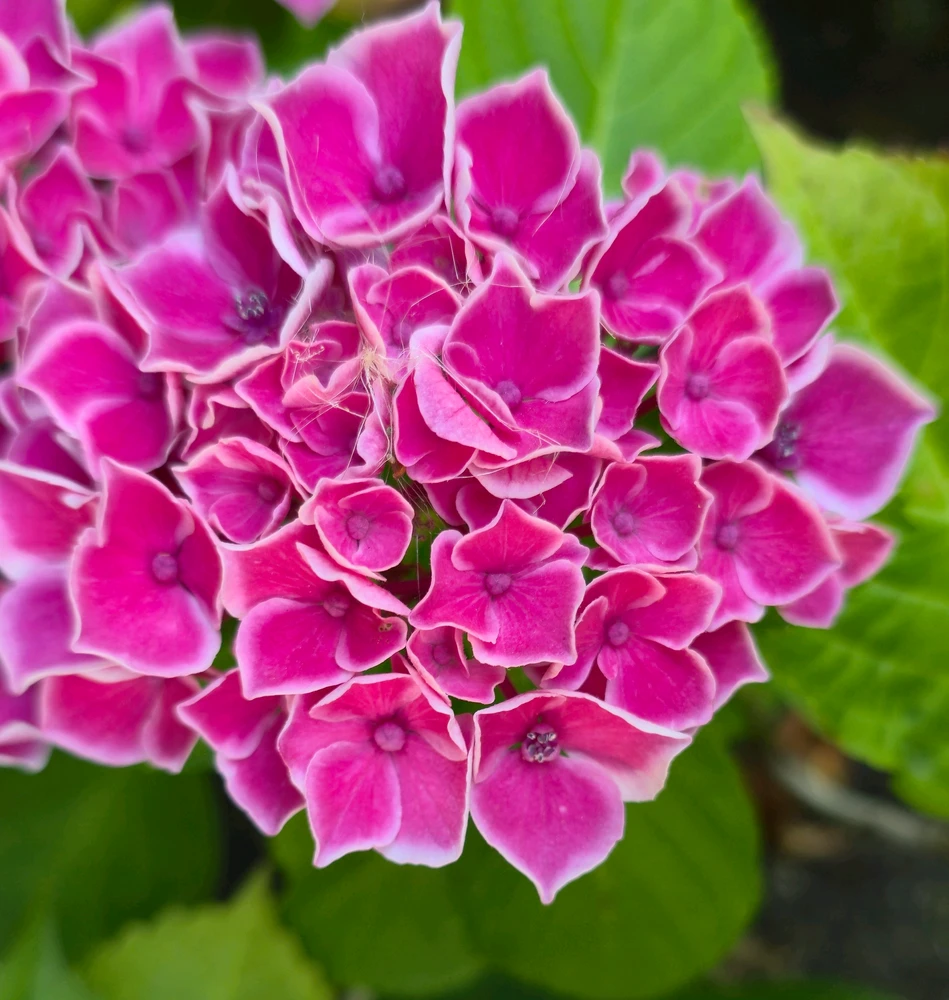 I-upload ni დავიT ang larawan