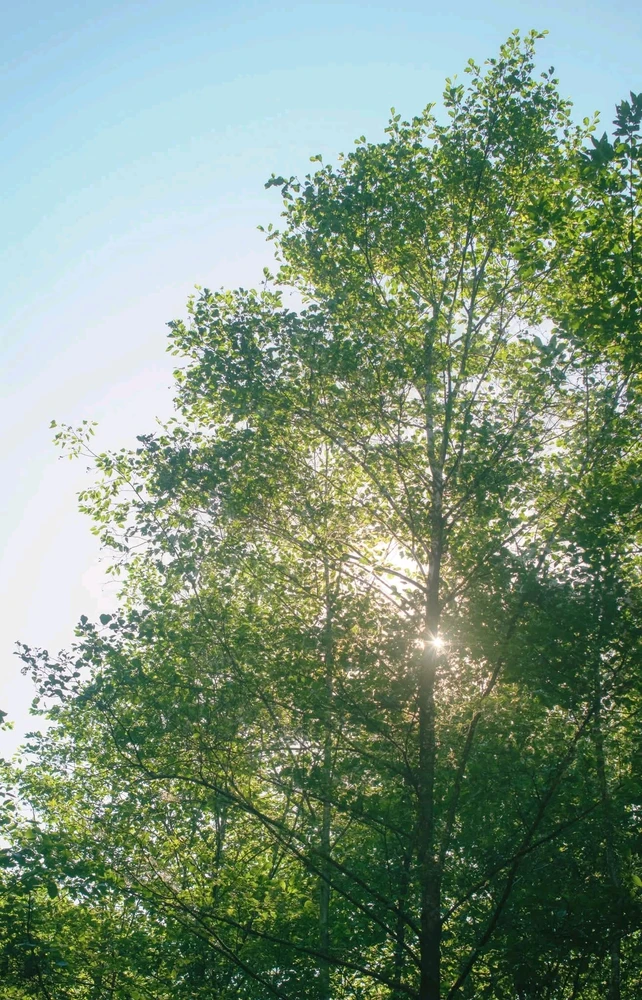 Just a tree and sunshine