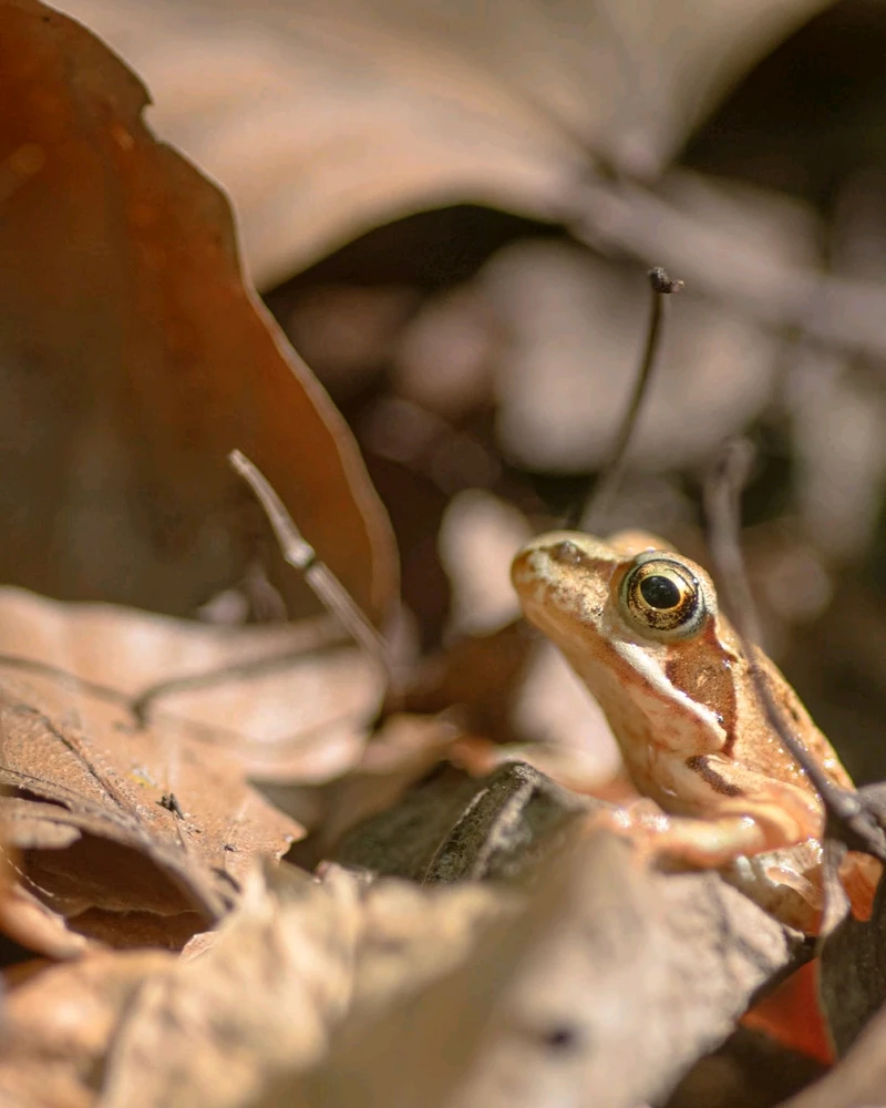 A brown little frog