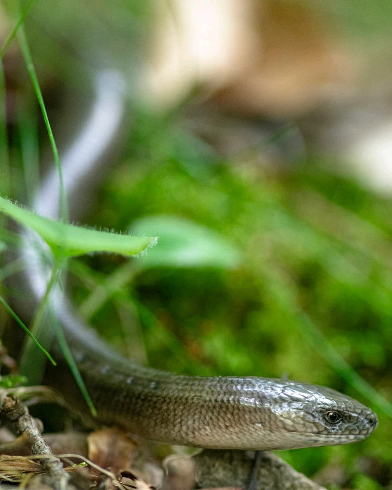 A grass snake 