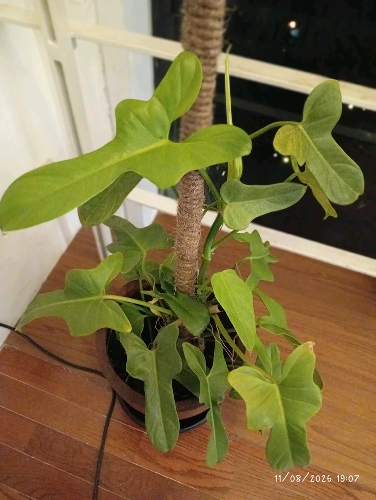 GIF tso los ntawm Nian