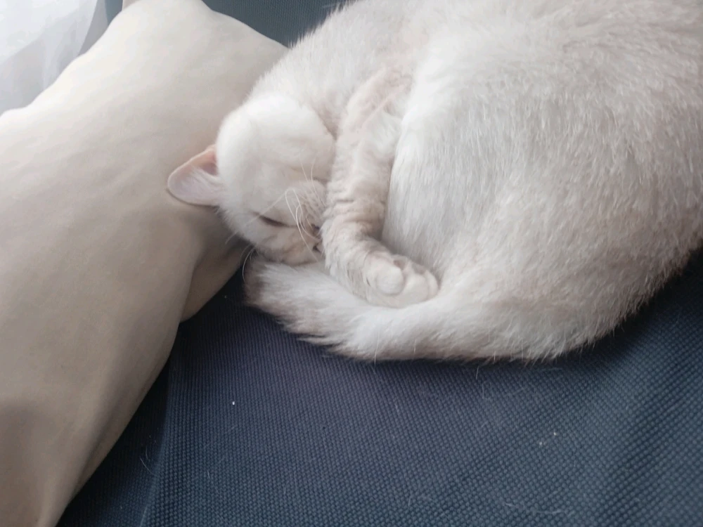 Tanıl上传的GIF