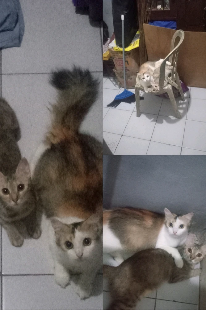 GIF uploaded by Fayy