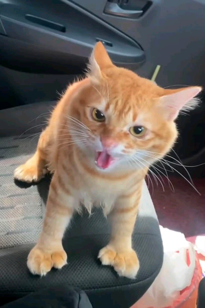 GIF naložil Lala Ramdhan