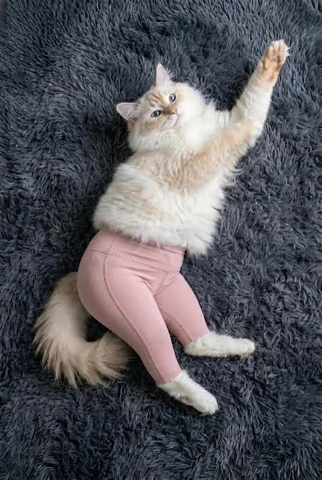 GIF uploaded by ꨄ𝐃ꨄ