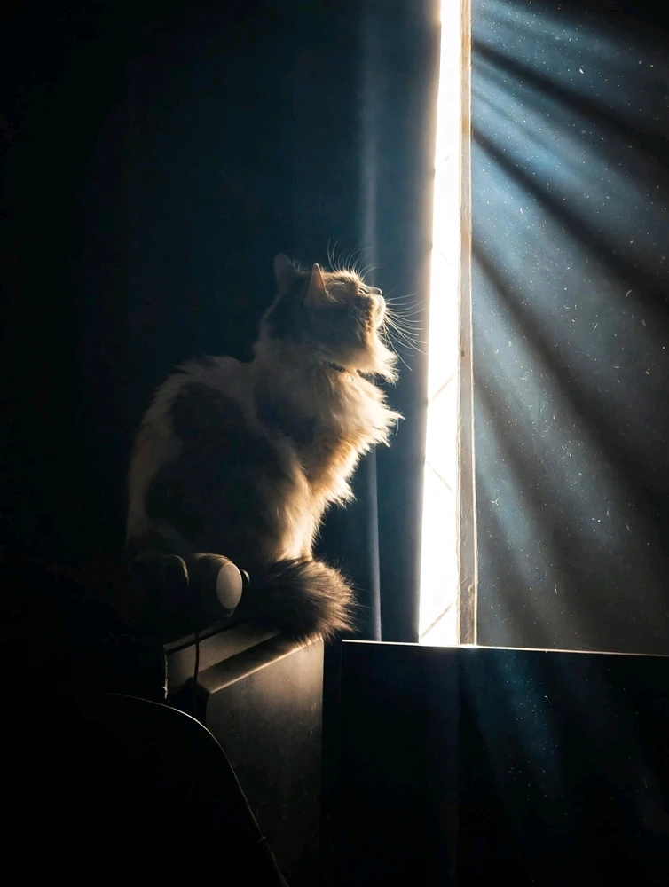 GIF uploaded by Camiloamil