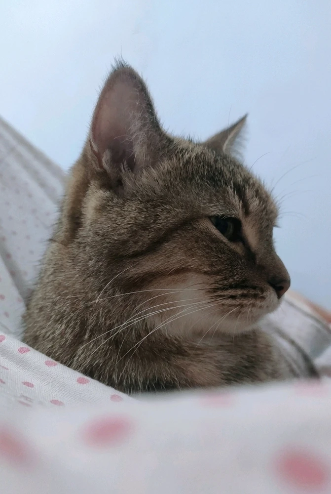 ꨄ𝐃ꨄ ले अपलोड गरेको GIF